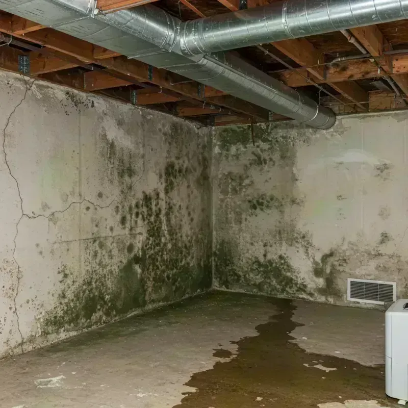 Professional Mold Removal in Saint Clair County, MO